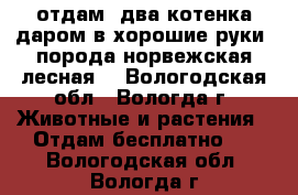 отдам  два котенка даром в хорошие руки (порода норвежская лесная) - Вологодская обл., Вологда г. Животные и растения » Отдам бесплатно   . Вологодская обл.,Вологда г.